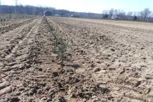 Top Tips for Successful Christmas Tree Planting Outdoors